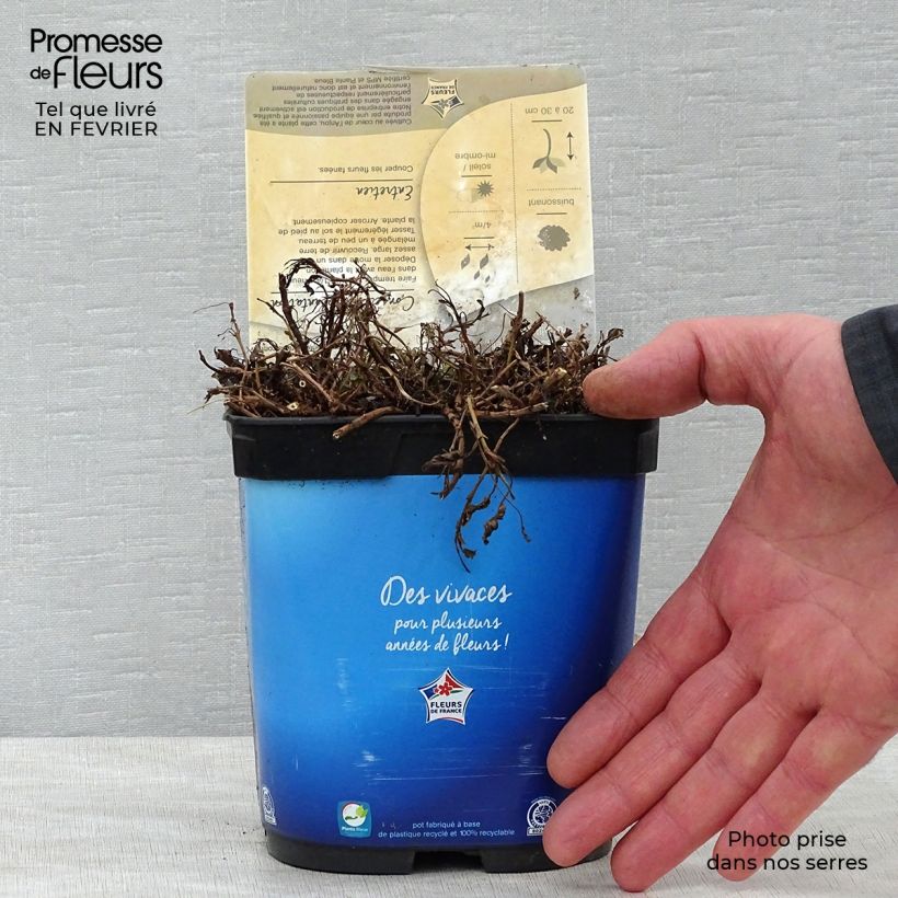 Veronica spicata Nana Blue - Verónica espigada Maceta 2L/3L Ejemplar entregado en invierno