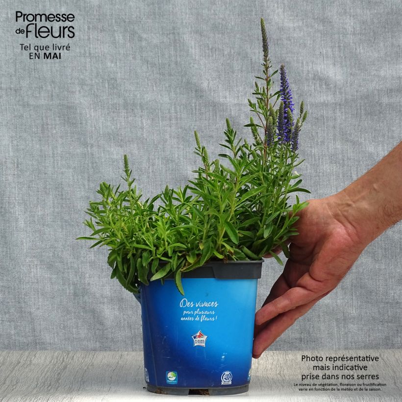 Veronica spicata Nana Blue - Verónica espigada Maceta 2L/3L Ejemplar entregado en la primavera