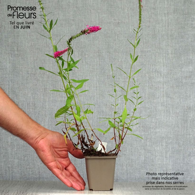 Ejemplar de Veronica spicata Rotfuchs - Verónica espigada Maceta de 8/9 cm entregado en verano