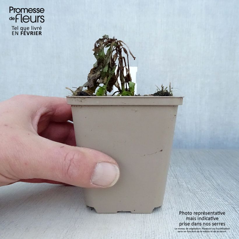 Veronica spicata Rotfuchs - Verónica espigada Maceta de 8/9 cm Ejemplar entregado en invierno