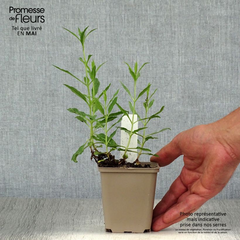 Veronica spicata Rotfuchs - Verónica espigada Maceta de 8/9 cm Ejemplar entregado en la primavera