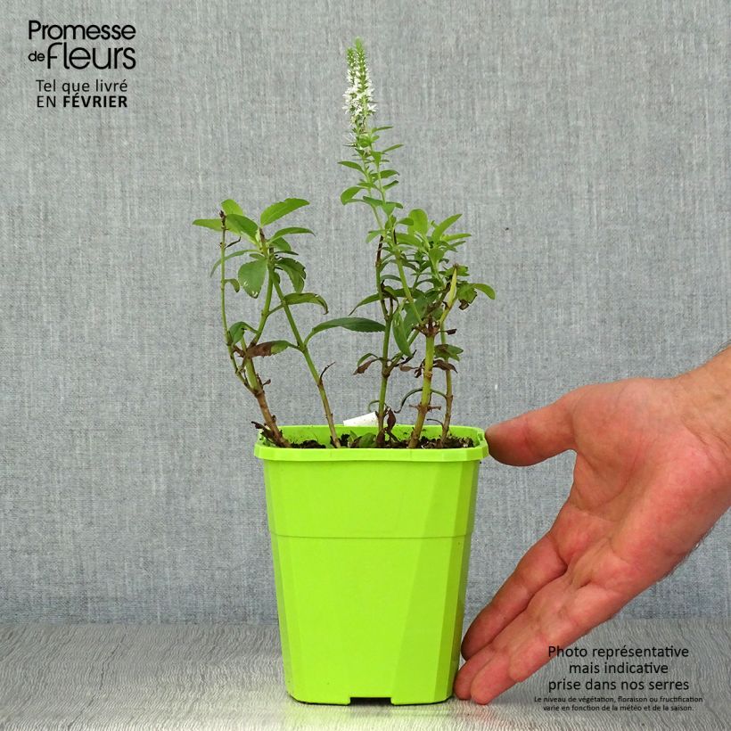 Ejemplar de Veronica spicata Royal Candles - Verónica espigada Maceta de 8/9 cm entregado en otoño