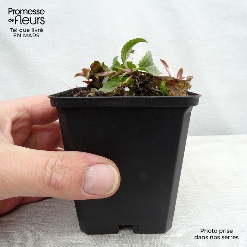 Veronica spicata Royal Candles - Verónica espigada Maceta de 8/9 cm Ejemplar entregado en la primavera