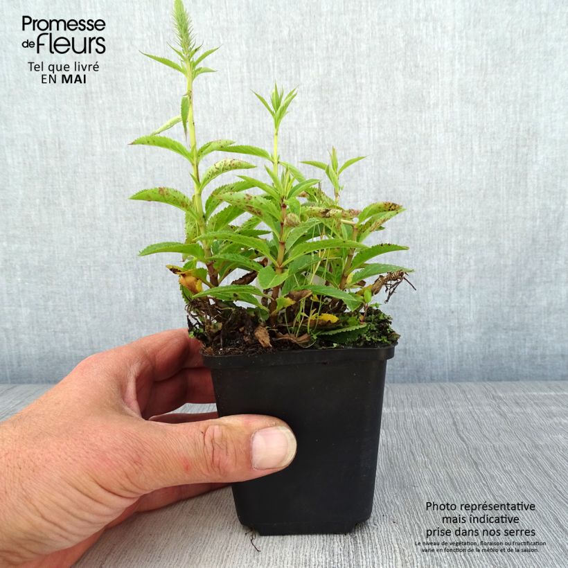 Veronica spicata Ulster Blue Dwarf - Verónica espigada Maceta de 8/9 cm Ejemplar entregado en la primavera