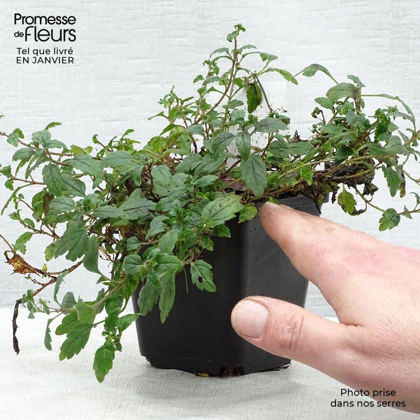 Veronica umbrosa Georgia Blue Maceta de 8/9 cm Ejemplar entregado en invierno