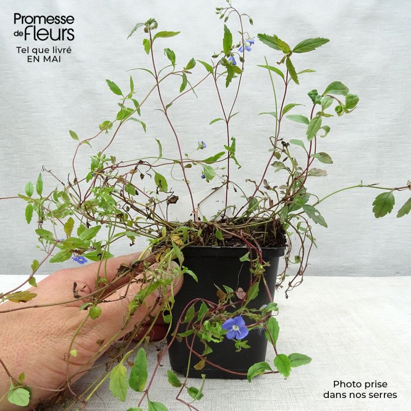 Veronica umbrosa Georgia Blue Maceta de 8/9 cm Ejemplar entregado en la primavera