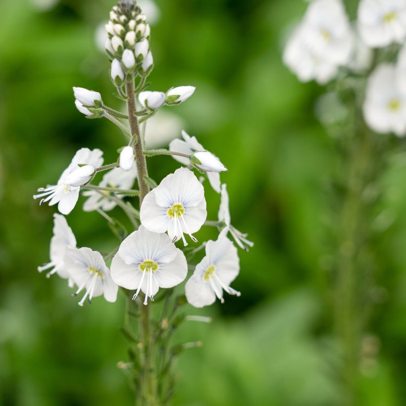 Veronica  gentianoides Tissington White (Floración)