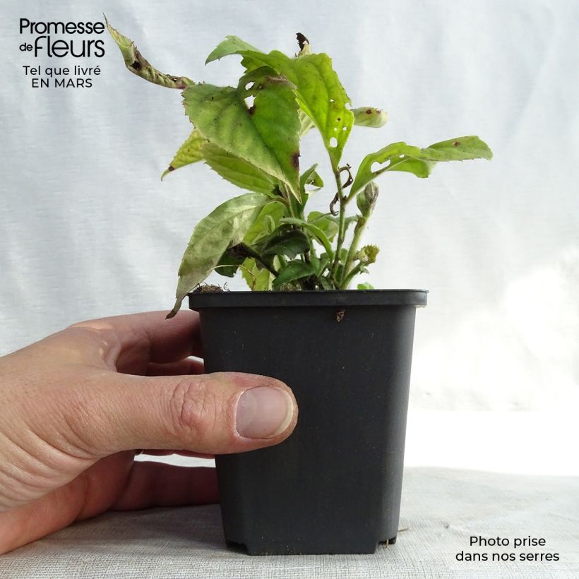 Veronicastrum villosulum Maceta de 8/9 cm Ejemplar entregado en invierno