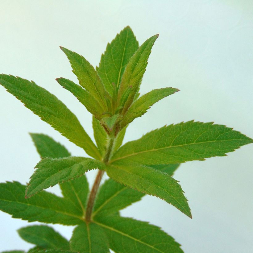 Veronicastrum virginicum Adoration (Follaje)