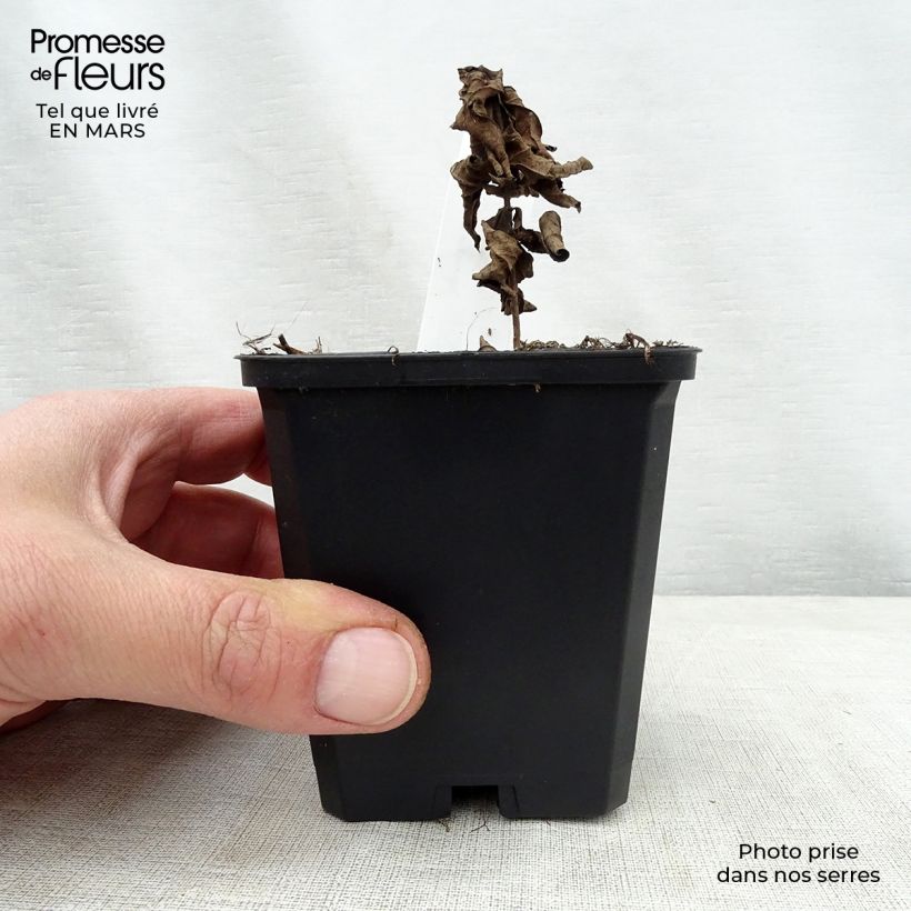 Veronicastrum virginicum Adoration Maceta de 8/9 cm Ejemplar entregado en la primavera