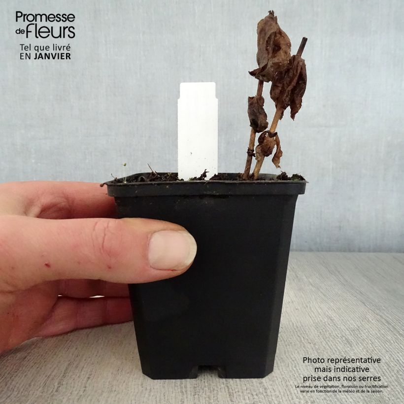 Veronicastrum virginicum Adoration Maceta de 8/9 cm Ejemplar entregado en invierno