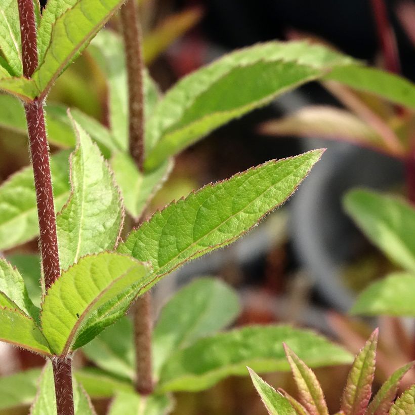 Veronicastrum virginicum Adoration (Follaje)