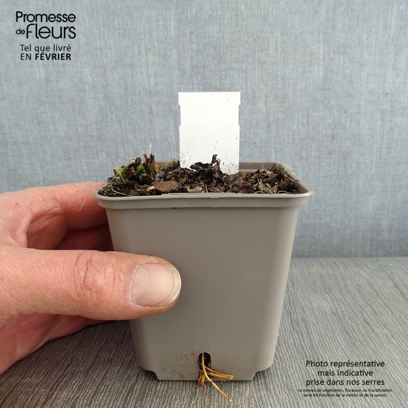 Veronicastrum virginicum Challenger Maceta de 8/9 cm Ejemplar entregado en invierno