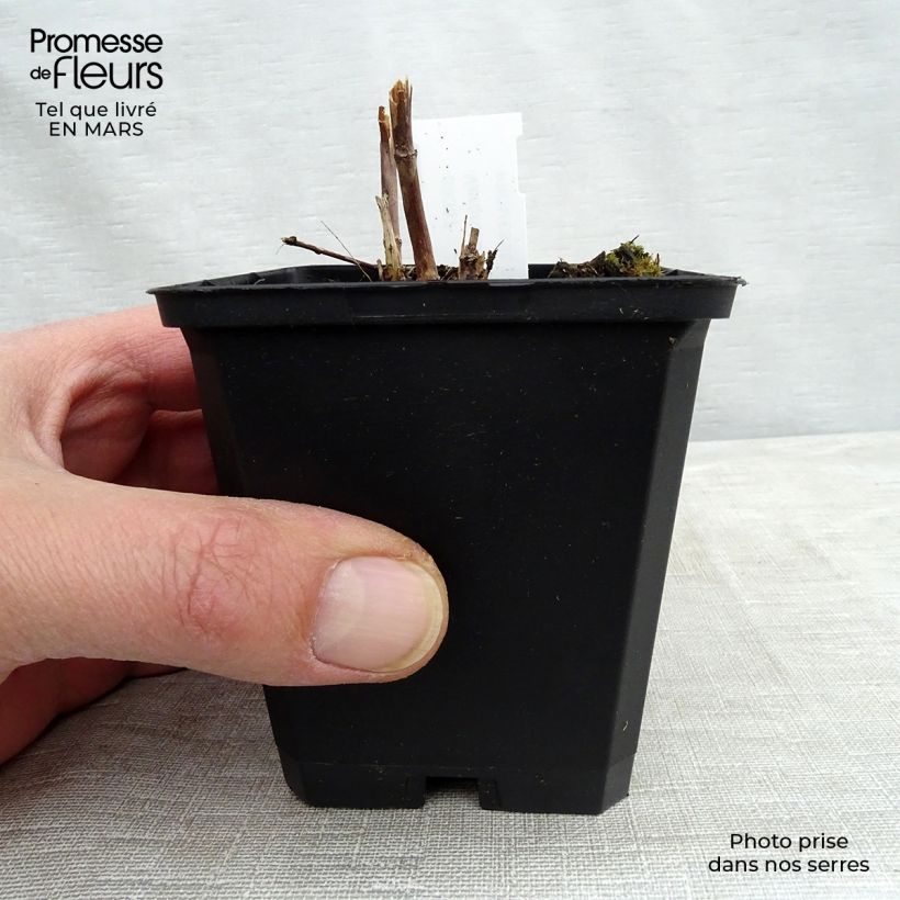 Veronicastrum virginicum Cupid Maceta de 8/9 cm Ejemplar entregado en la primavera