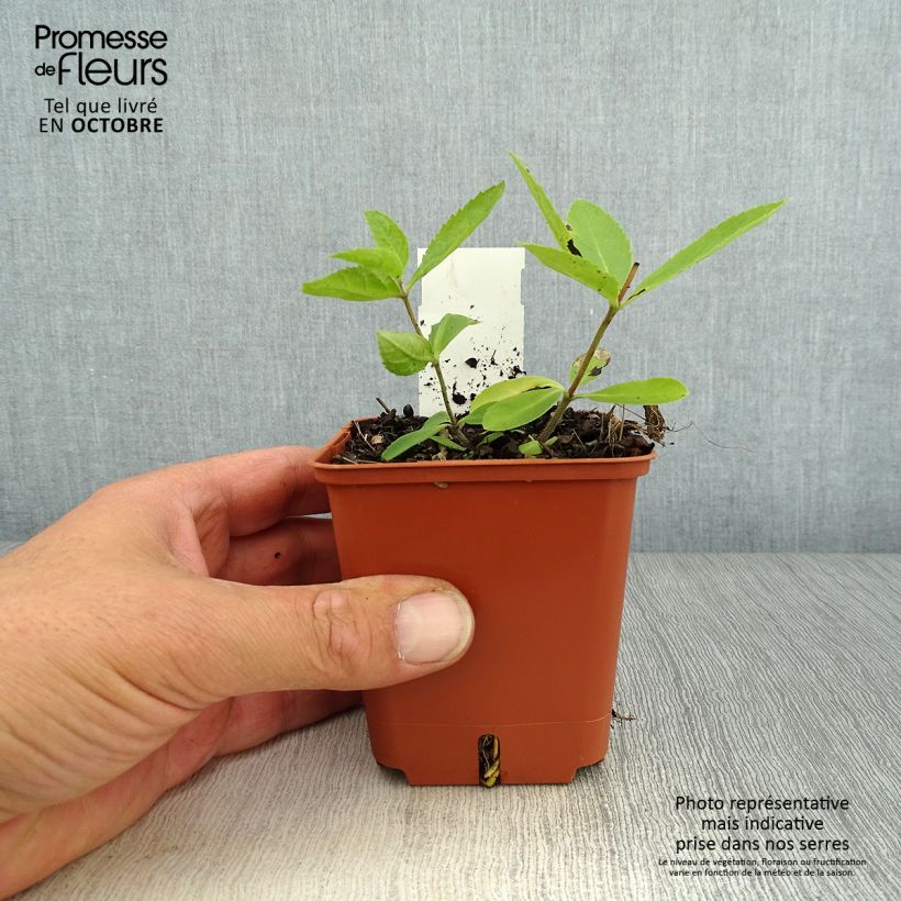 Ejemplar de Veronicastrum virginicum Diane Maceta de 8/9 cm entregado en otoño