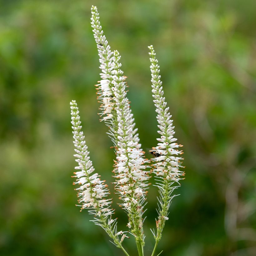 Veronicastrum virginicum Diane (Floración)