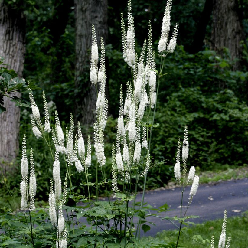 Veronicastrum virginicum Diane (Porte)