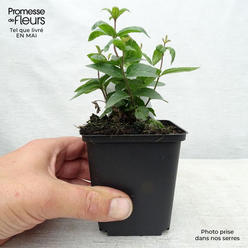 Veronicastrum virginicum Erica Maceta de 8/9 cm Ejemplar entregado en la primavera