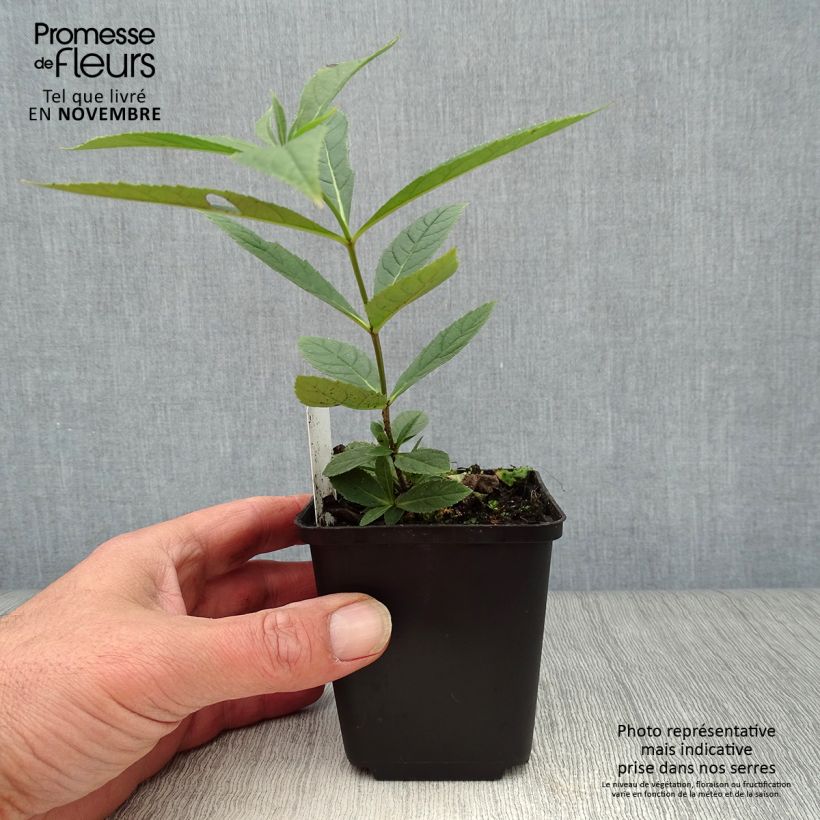 Ejemplar de Veronicastrum virginicum Fascination Maceta de 8/9 cm entregado en otoño