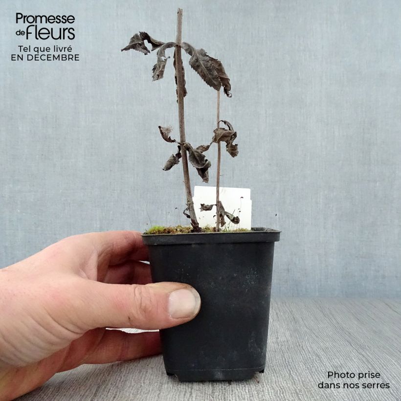 Veronicastrum virginicum Fascination Maceta de 8/9 cm Ejemplar entregado en invierno