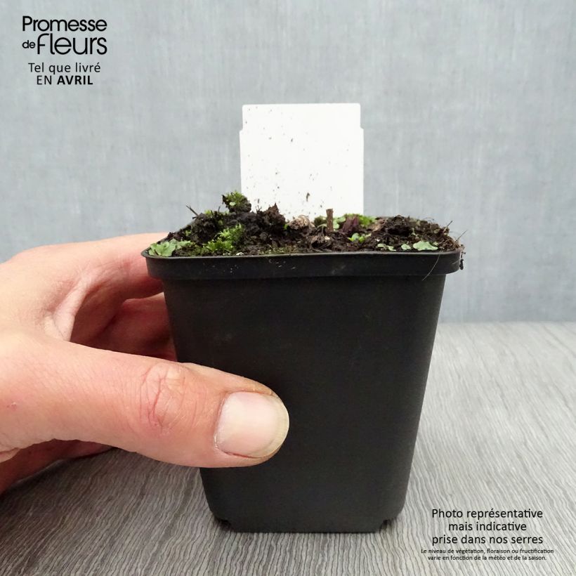 Veronicastrum virginicum Fascination Maceta de 8/9 cm Ejemplar entregado en la primavera