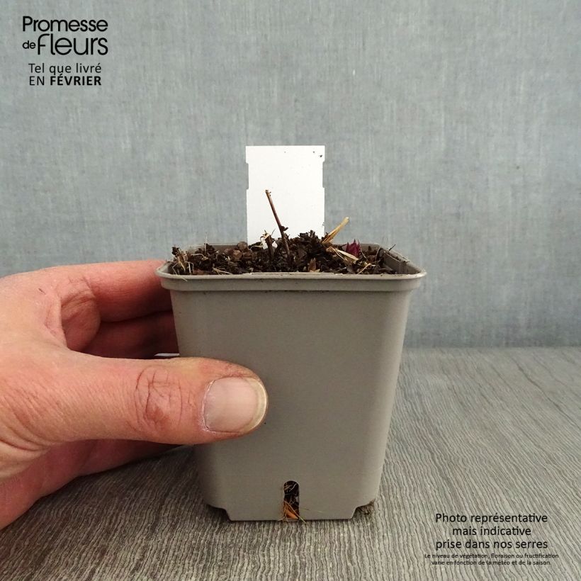 Veronicastrum virginicum Kleine Erika Maceta de 8/9 cm Ejemplar entregado en invierno