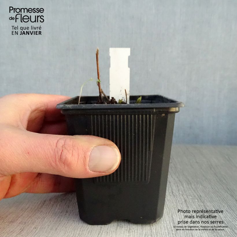 Veronicastrum virginicum Lavendelturm Maceta de 8/9 cm Ejemplar entregado en invierno