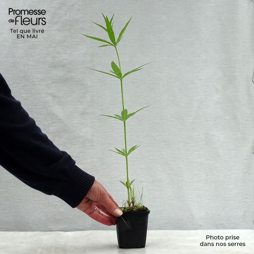 Veronicastrum virginicum Lavendelturm Maceta de 8/9 cm Ejemplar entregado en la primavera