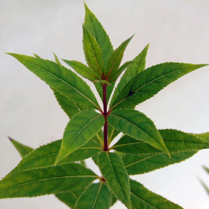Veronicastrum virginicum Pink Glow (Follaje)