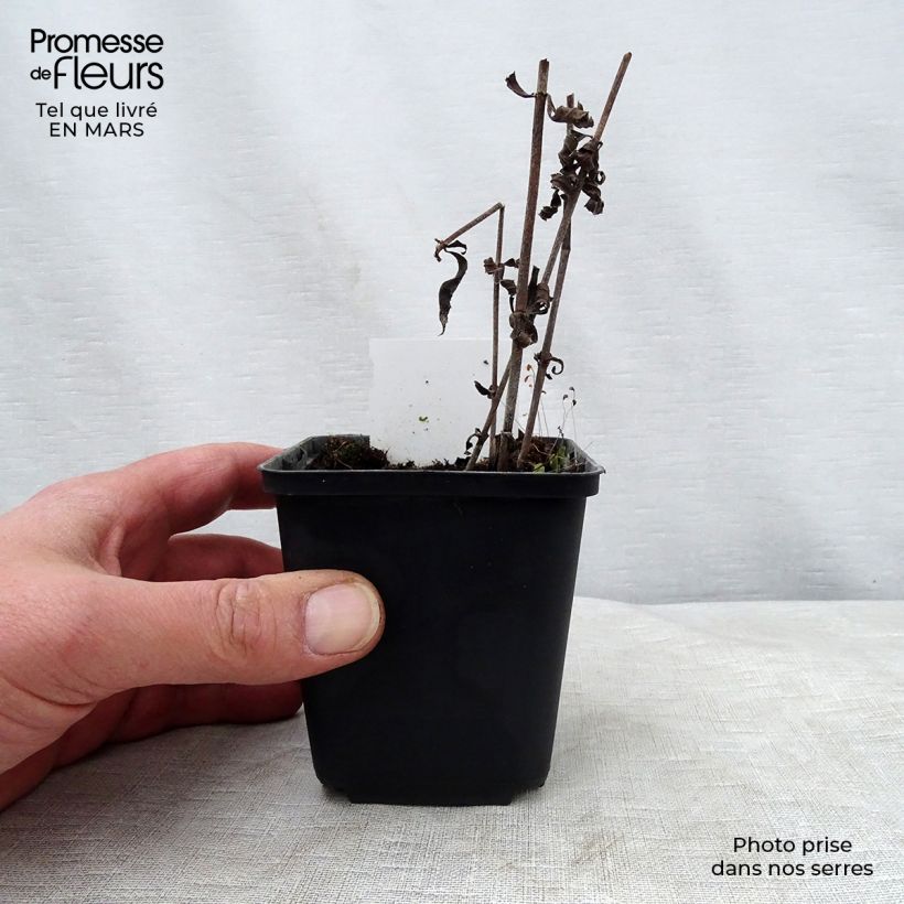 Veronicastrum virginicum Pink Glow Maceta de 8/9 cm Ejemplar entregado en la primavera