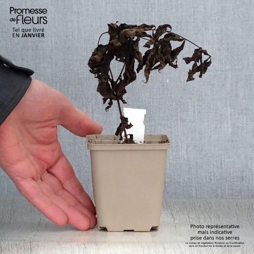 Veronicastrum virginicum Pink Glow Maceta de 8/9 cm Ejemplar entregado en invierno