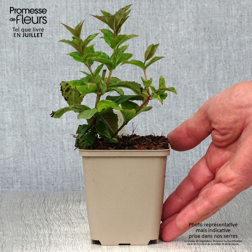 Ejemplar de Veronicastrum virginicum Red Arrows Maceta de 8/9 cm entregado en verano