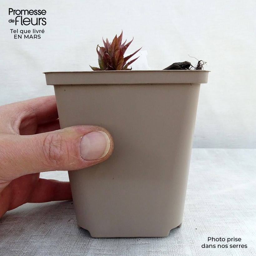 Veronicastrum virginicum Red Arrows Maceta de 8/9 cm Ejemplar entregado en invierno