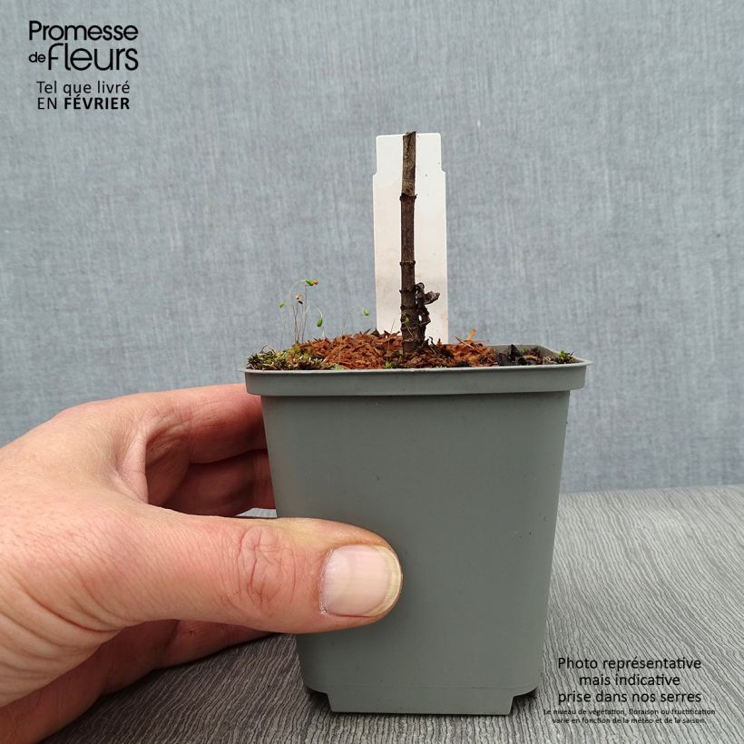 Veronicastrum virginicum Spring Dew Maceta de 8/9 cm Ejemplar entregado en invierno