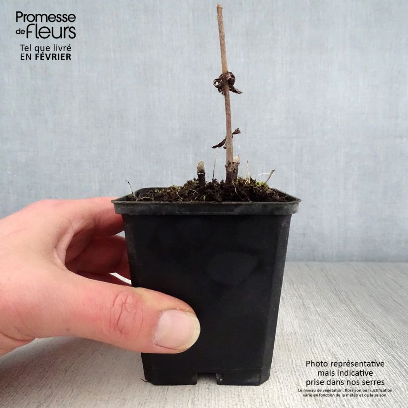 Veronicastrum virginicum Temptation Maceta de 8/9 cm Ejemplar entregado en invierno