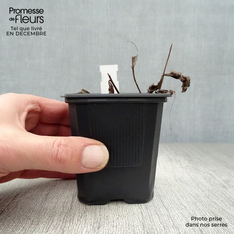 Veronicastrum virginicum var. album Maceta de 8/9 cm Ejemplar entregado en invierno