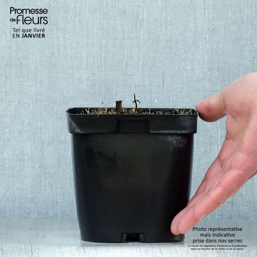 Veronicastrum virginicum var. album Maceta 2L/3L Ejemplar entregado en invierno