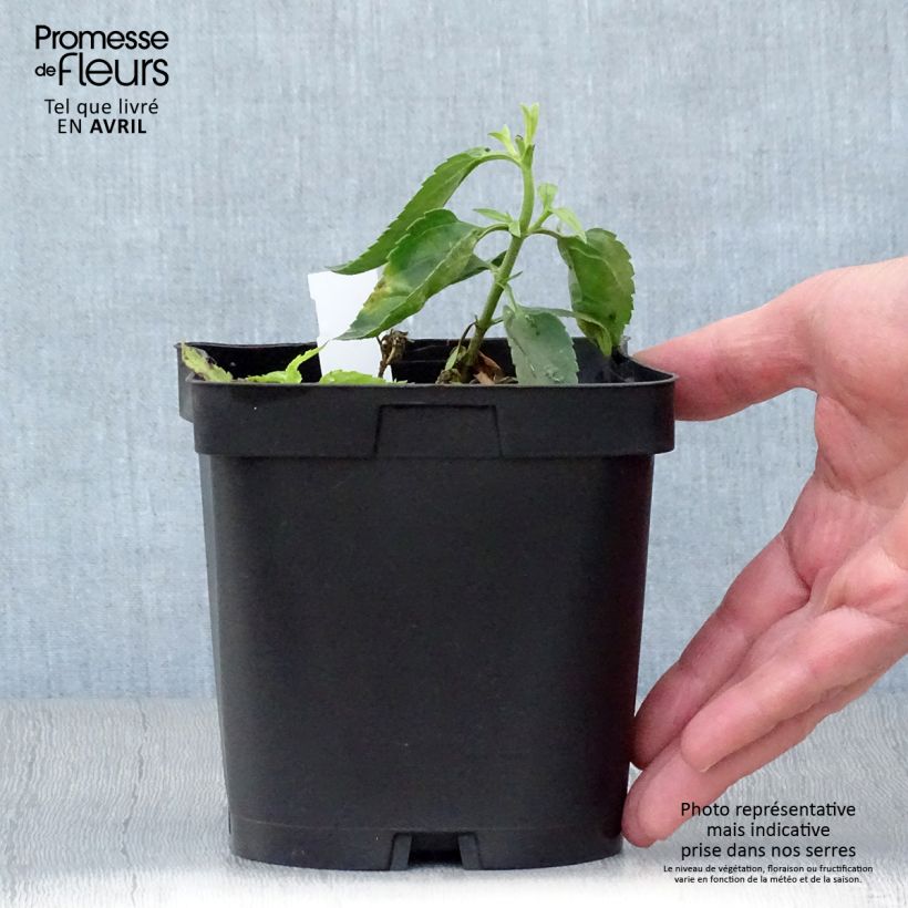 Veronicastrum virginicum var. album Maceta 2L/3L Ejemplar entregado en la primavera