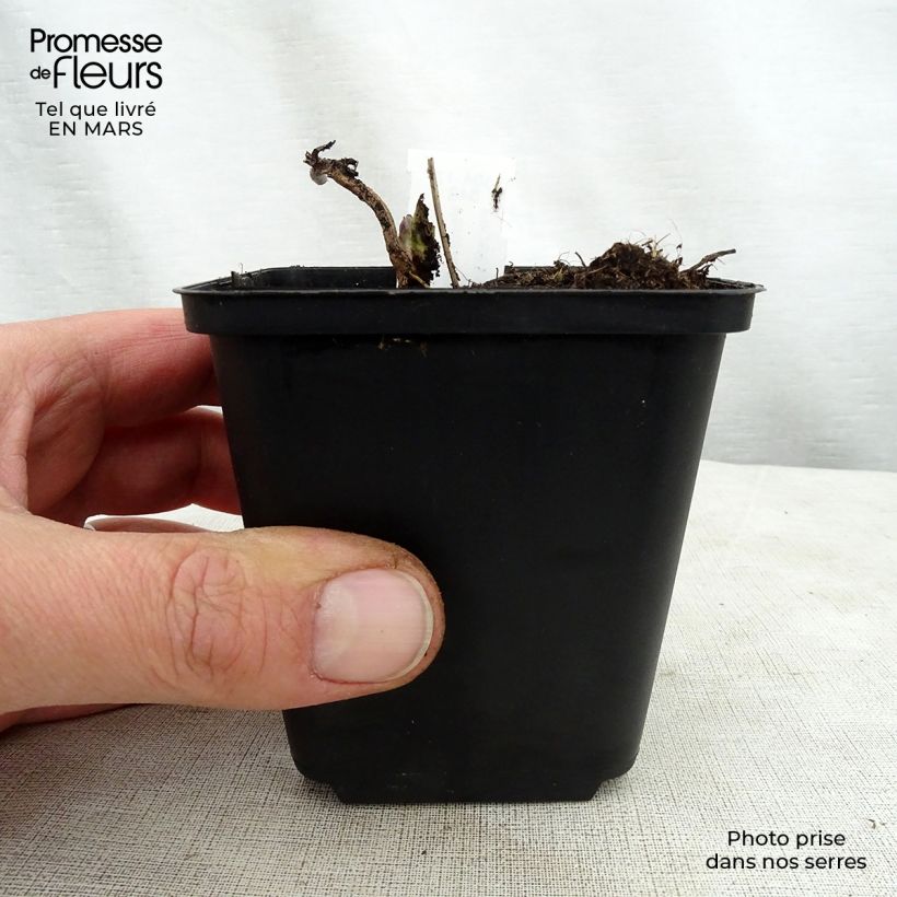 Veronicastrum virginicum Apollo Maceta de 8/9 cm Ejemplar entregado en la primavera