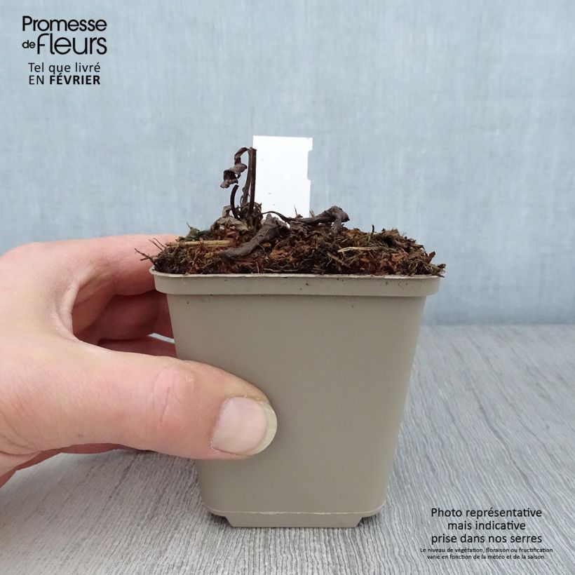 Veronicastrum virginicum Apollo Maceta de 8/9 cm Ejemplar entregado en invierno