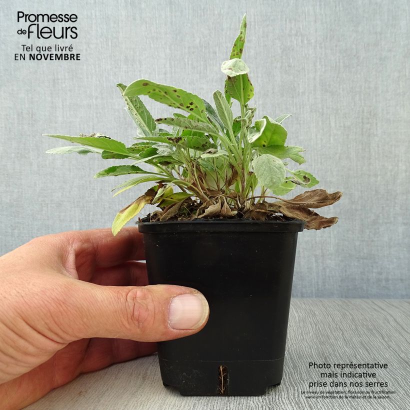 Ejemplar de Veronica spicata subsp. incana Silbersee - Verónica espigada Maceta de 8/9 cm entregado en otoño