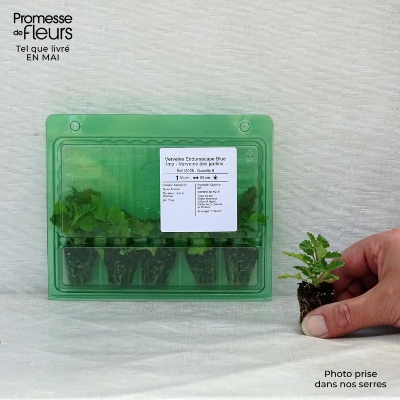 Verbena Endurascape Blue Imp minicepellón: Ø 3/4 cm Ejemplar entregado en la primavera