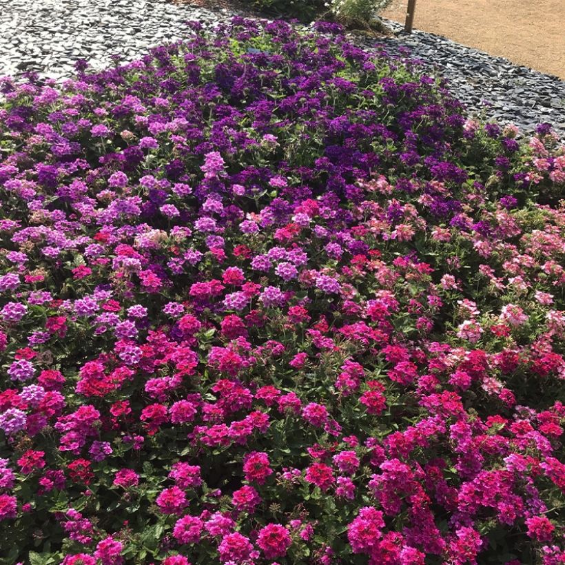 Verbena Endurascape Magenta (Porte)