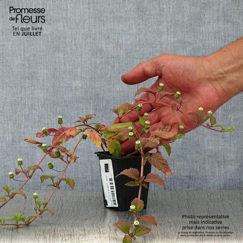 Ejemplar de Orozús - Lippia dulcis Maceta de 7/8 cm entregado en verano