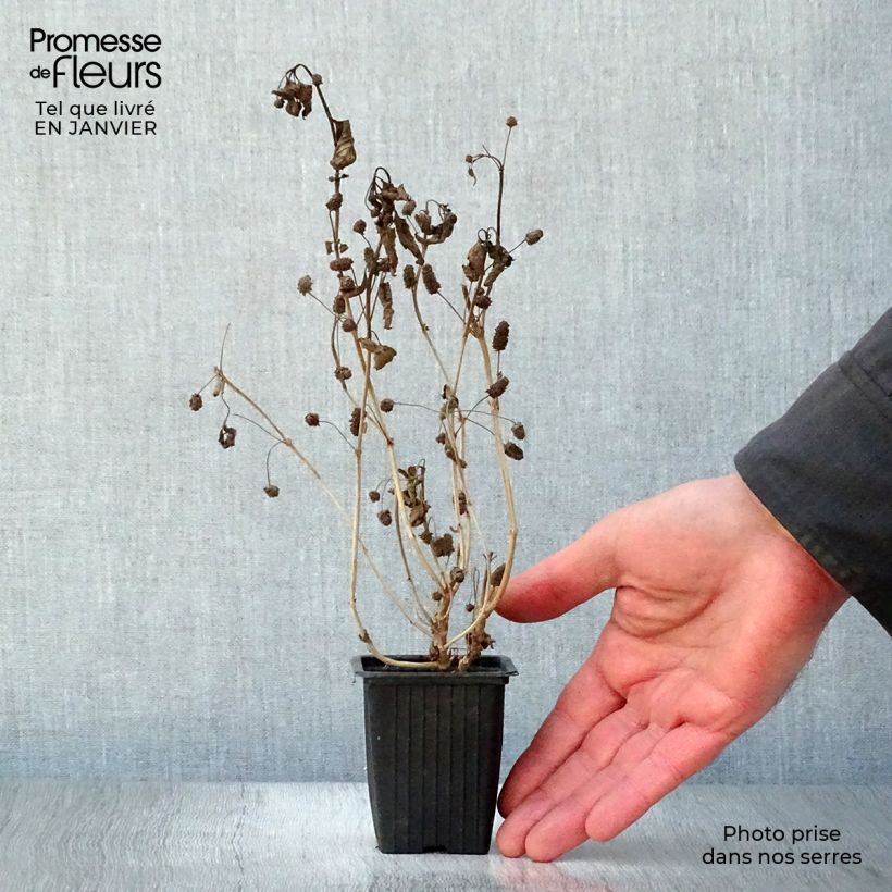 Orozús - Lippia dulcis Maceta de 7/8 cm Ejemplar entregado en invierno