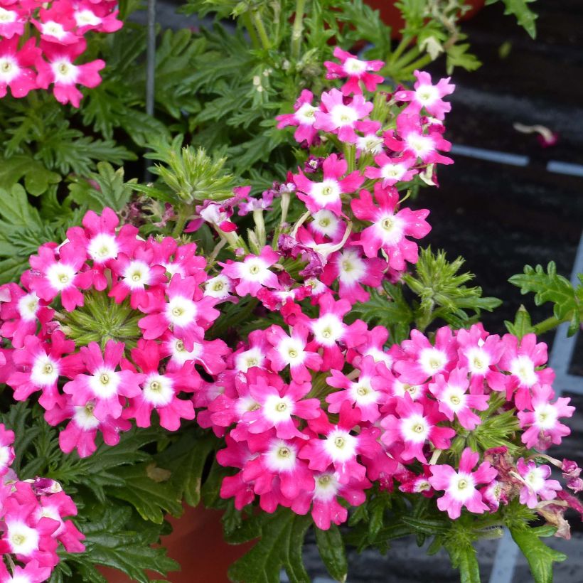 Verbena Virgo Candy Cane (Floración)