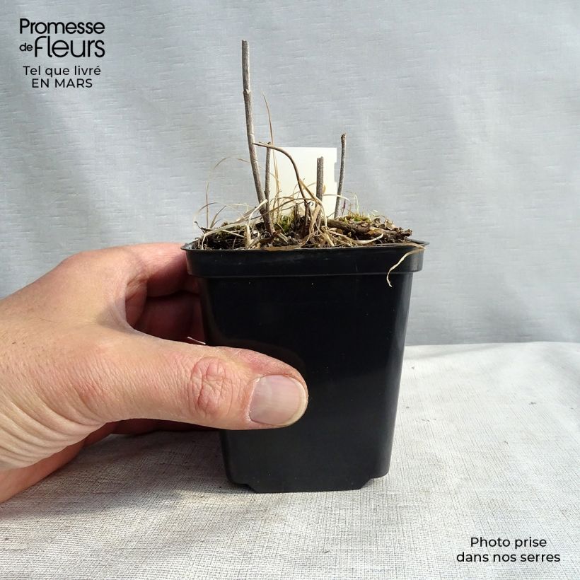 Verbena hastata Alba Maceta de 8/9 cm Ejemplar entregado en la primavera