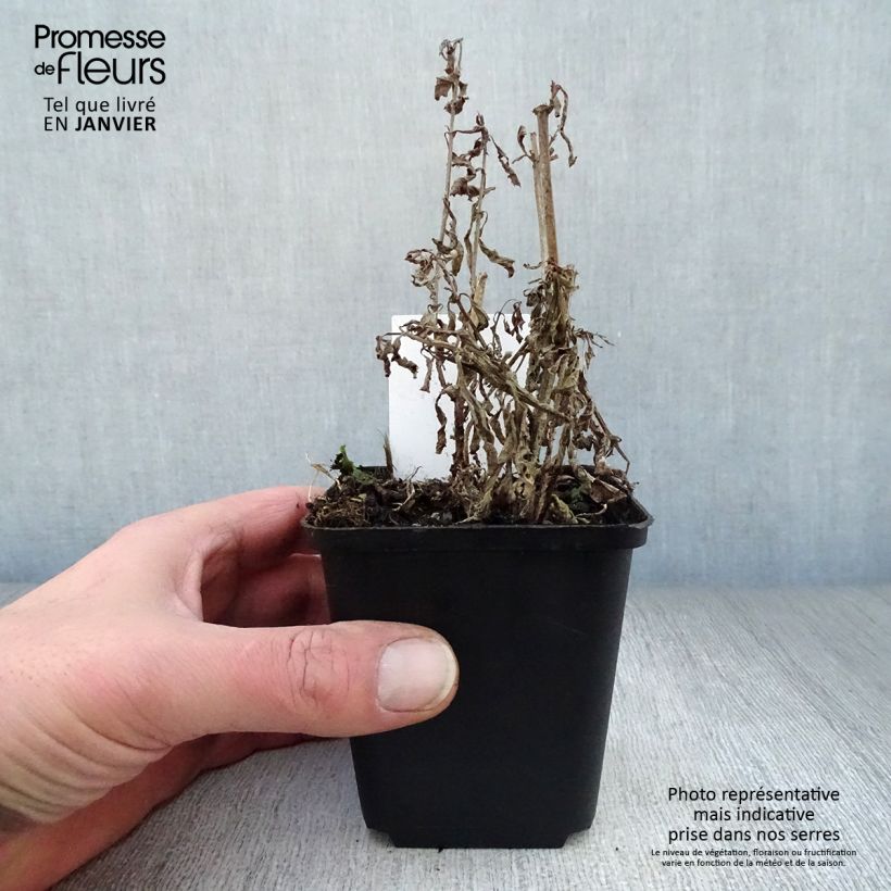 Verbena hastata - Verbena azul Maceta de 8/9 cm Ejemplar entregado en invierno