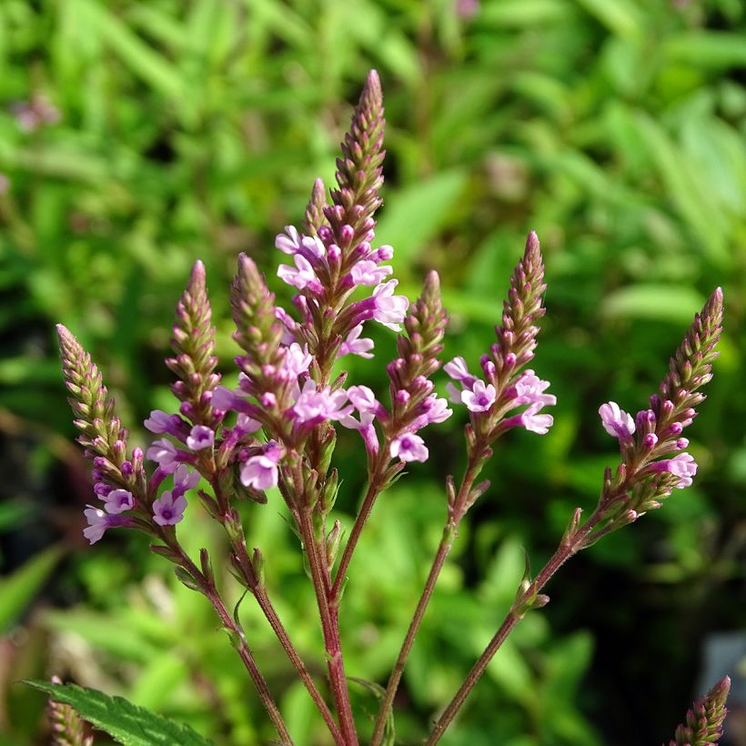 Verbena hastata Rosea (Floración)