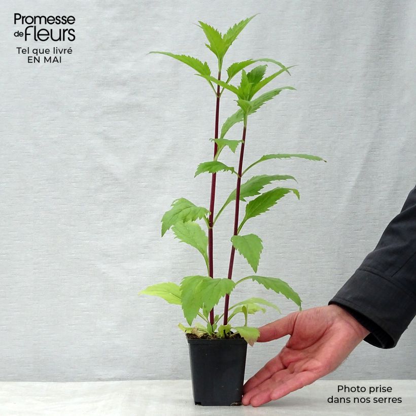 Verbena hastata Rosea Maceta de 8/9 cm Ejemplar entregado en la primavera